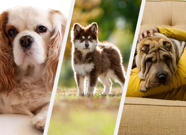 Top 15 best dogs for your home