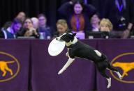 2020 Westminster Kennel Club Dog Show at Madison Square Garden in New York City