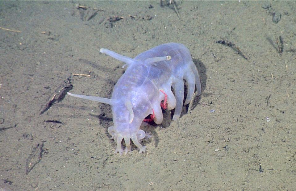 <p>NOAA/MBARI/Wikimedia/CC BY-SA 3.0</p>