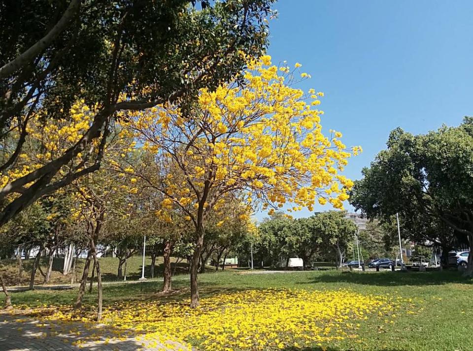 黃花風鈴木盛開中（圖片來源：台中市政府建設局）