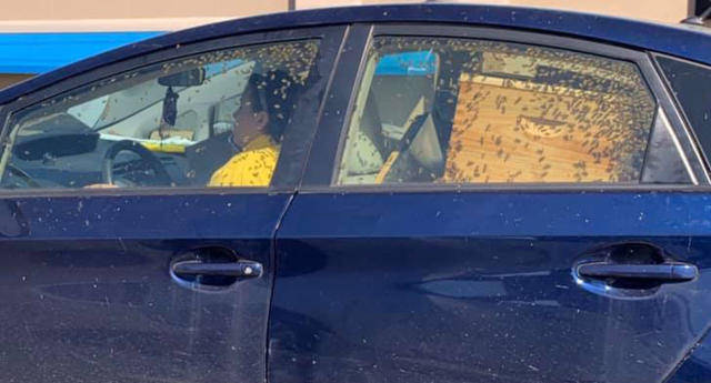 A woman is pictured driving a car full of bees.