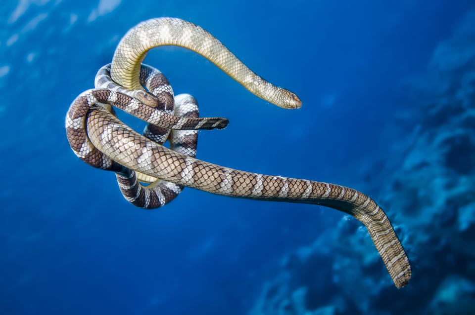 Chinese sea kraits mate