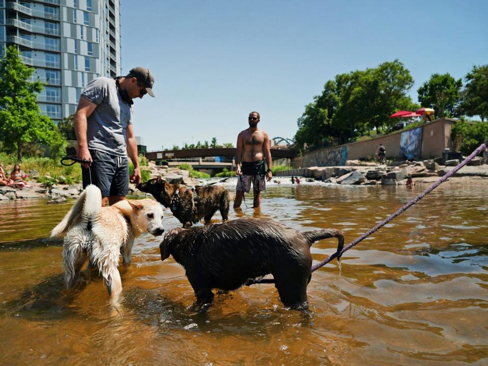 Dogs play in the water at the confluence of the South Platte River and Cherry Creek in Denver, Wednesday, June 14, 2021.