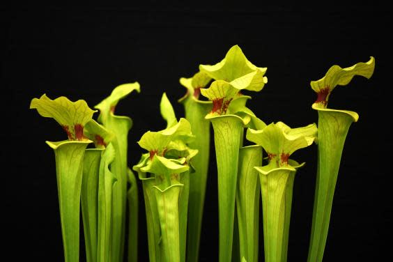 Meat-eating pitcher plants have been known about since the eighteenth century (stock image) (EPA)