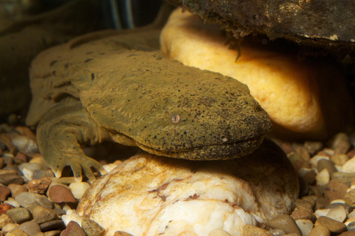 The Eastern hellbender salamander is adversely affected when rocks are moved in streams.