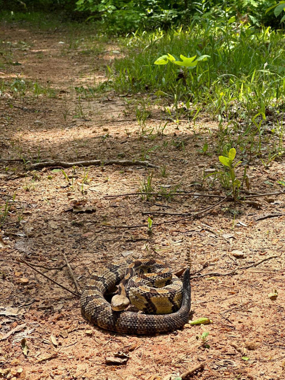 A timber rattlesnake is one of North Carolina's six venomous species of snakes and are a protected species.