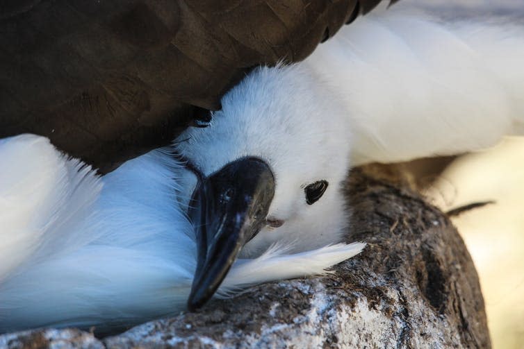 A chick under its parent