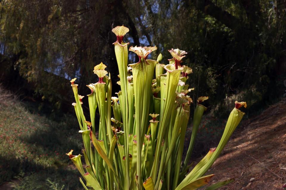 A carnivorous plant with green stalks topped with flowers.