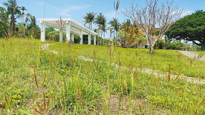 台東市富岡里人口高齡化，缺乏人力定期養護公園綠地，導致荒煙蔓草。（蕭嘉蕙攝）