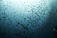 A tuna swims among a school of fish as a scuba diver looks on at Galapagos Marine Reserve August 19, 2013. (REUTERS/Jorge Silva)