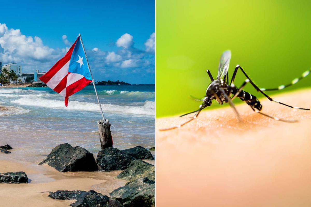 Puerto Rico Declares Dengue Fever Epidemic amid Spike in Cases