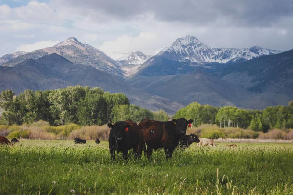 Cattle from the Elzinga family’s Alderspring Ranch graze in Central Idaho.