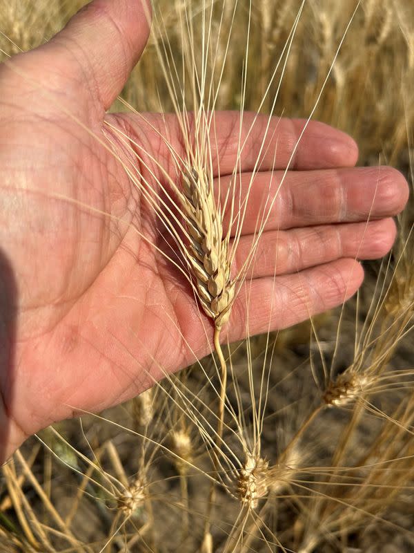 A view of durum wheat crop near Acadia Valley, Alberta