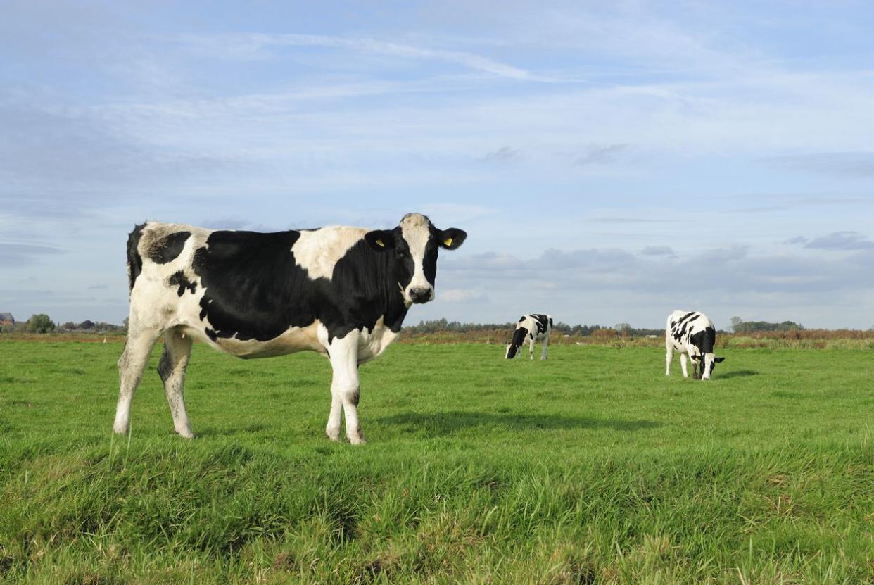 cows on pasture