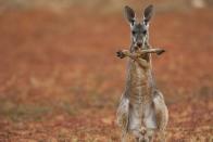 <p>A red kangaroo crosses his arms over his chest in the Sturt Strony Desert.</p>