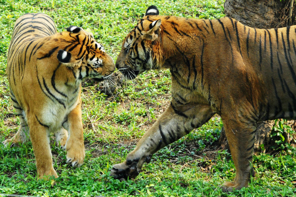 深圳好去處｜60萬平方米野生動物園！$99門票賞逾300種世界珍禽名獸 大熊貓、金絲猴、華南虎、東北虎等