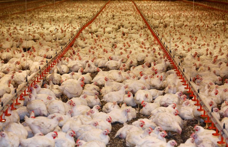 An example of the inside of a mega chicken factory farm.