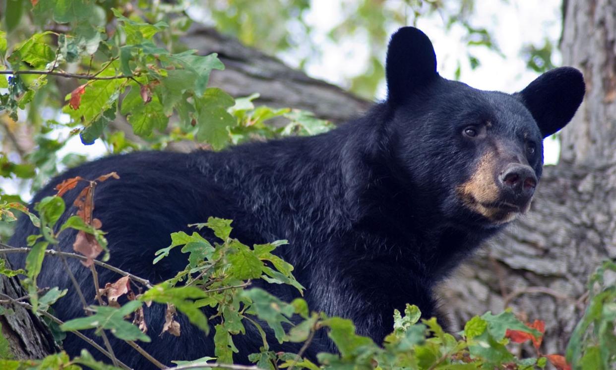 The black bear is the only bear species found in North Carolina or anywhere in the eastern United States.