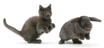 <p>Russian Blue kitten chasing blue Lop rabbit. (Photo: Warren photographic/Caters News) </p>