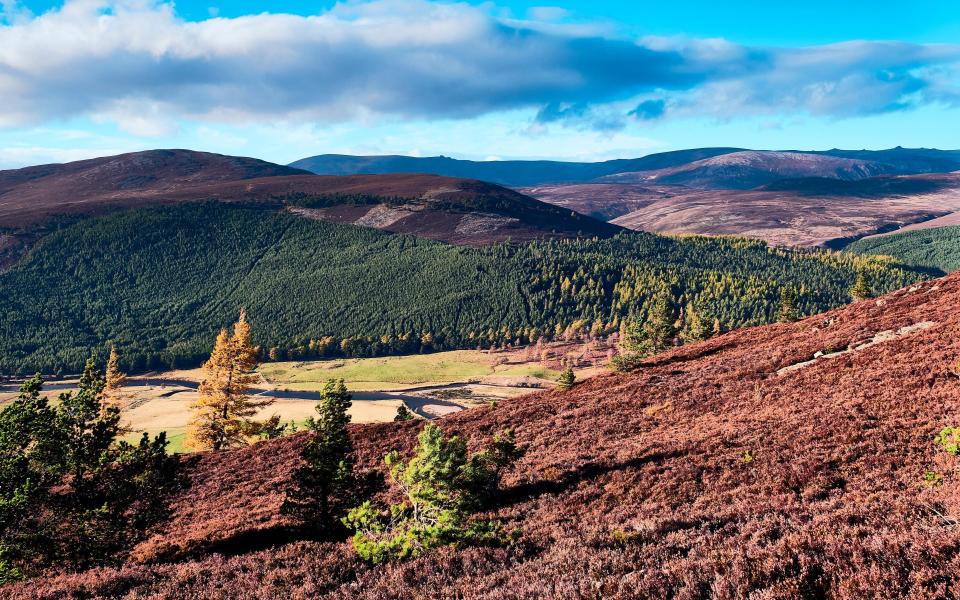 cairngorms - Getty