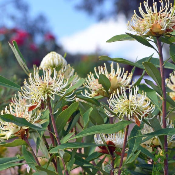  Australian flowers. 