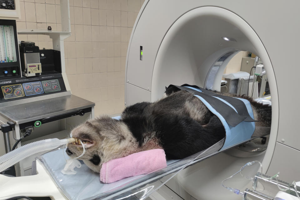 In this photo released by the Taipei Zoo, the ailing giant panda Tuan Tuan is placed through a CT machine in Taipei, Taiwan on Saturday, Nov. 19, 2022. Tuan Tuan, one of two giant pandas gifted to Taiwan from China, died Saturday, Nov. 19, 2022 after a brief illness, the Taipei Zoo said. (Taipei Zoo via AP)