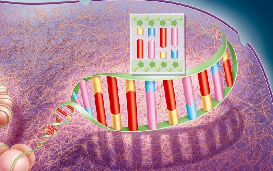 Illustration of the double DNA helix - BSIP/Universal Images Group via Getty Images