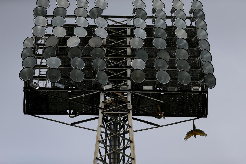 En esta foto del 12 de octubre de 2018, un loro emprende el vuelo desde una torre de alumbrado en el estadio de Caracas, antes del juego inaugural de la campaña entre los Leones locales y los Tiburones de La Guaira. Venezuela sería la sede de la Serie del Caribe en febrero próximo, en Barquisimeto, una de las ciudades más afectadas por los apagones en la nación (AP Foto/Fernando Llano)