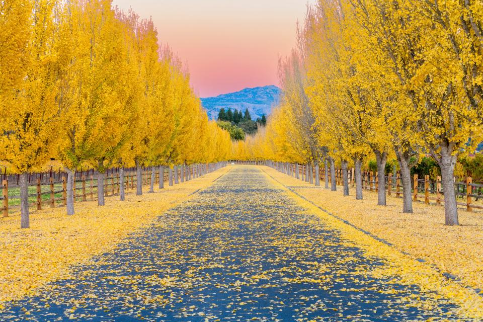 Yellow Ginkgo trees through a wine vineyard in Napa Valley, California