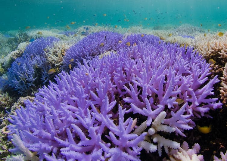 <span class="caption">A coral glowing neon purple during a bleaching event in New Caledonia, 2016.</span> <span class="attribution"><span class="source">Richard Vevers/The Ocean Agency</span>, <span class="license">Author provided</span></span>