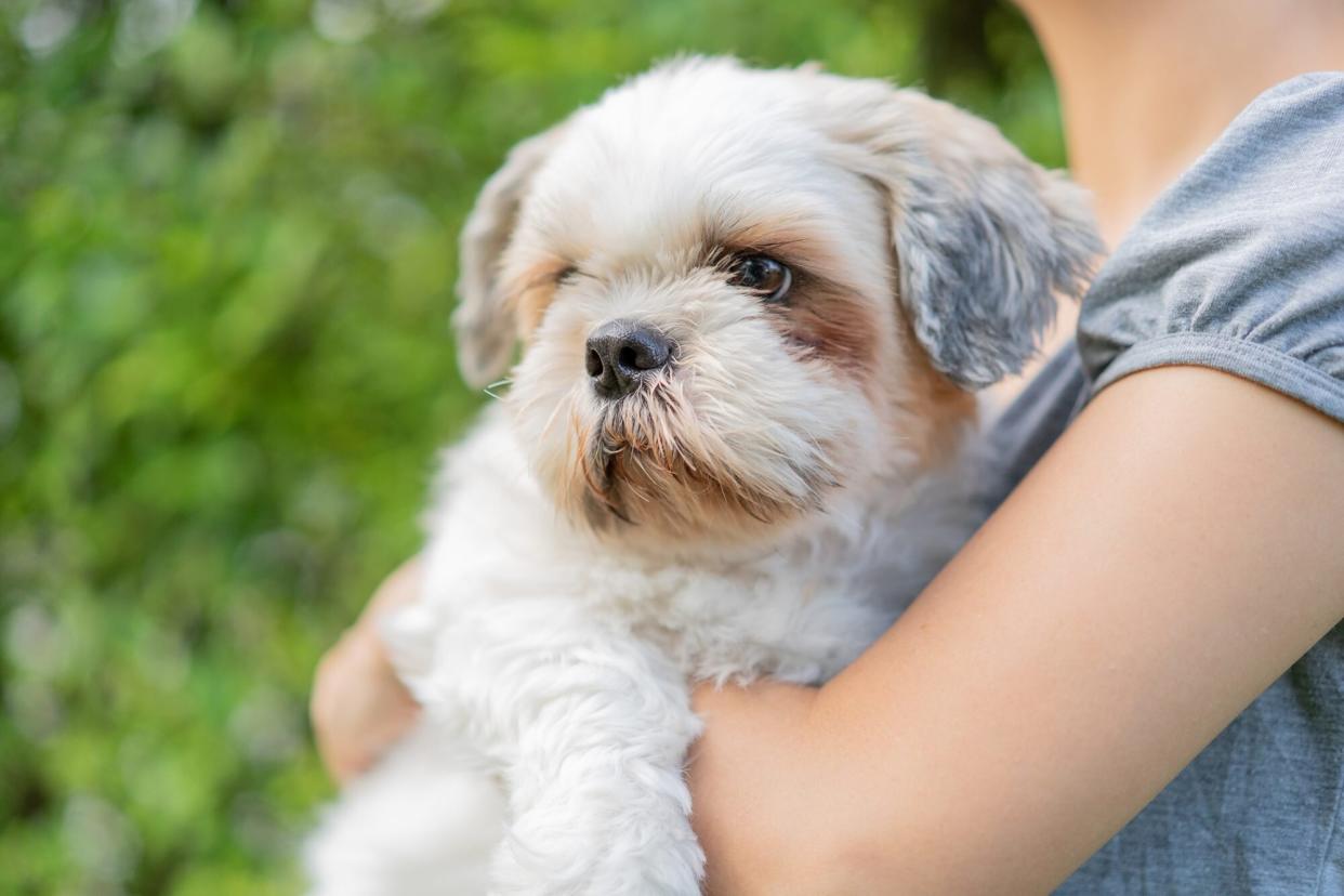 woman holding Shih Tzu with renal dysplasia