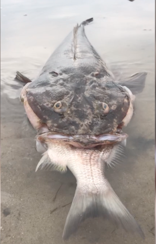 Bizarre footage of monster fish choked on smaller fish