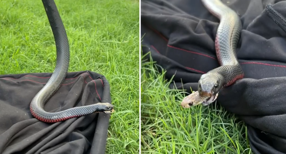 Incredible moment another snake emerges from mouth of red-bellied