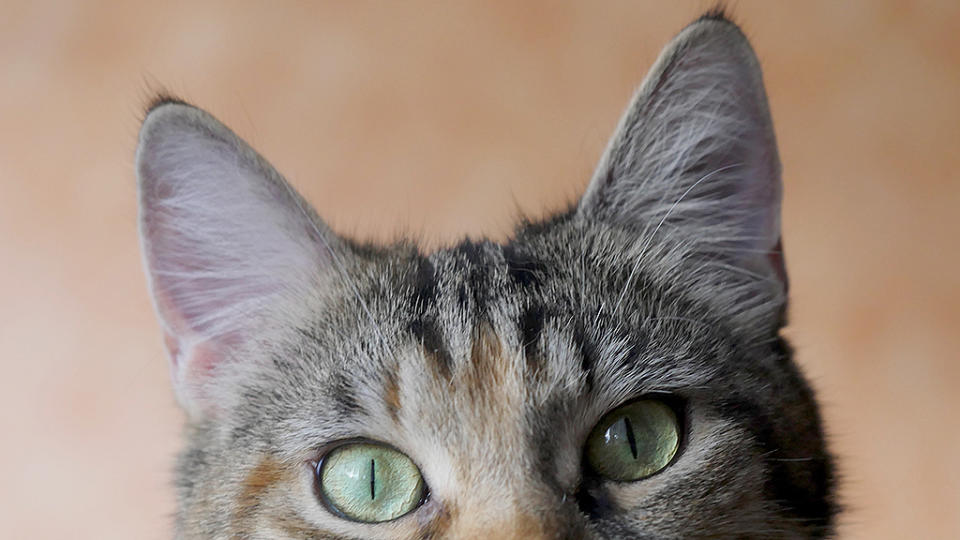 Un gato descubre que tiene orejas gracias a un espejo. Foto: Elke Schroeder / EyeEm / Getty Images.