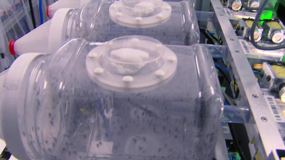 Manufacturing mosquitoes.  / Credit: CBS News