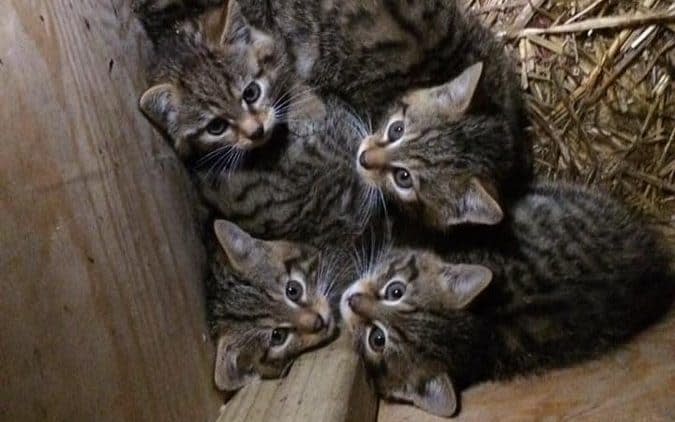 A conservationist has shared a picture of the kittens he plans to release into the wild - Derek Gow