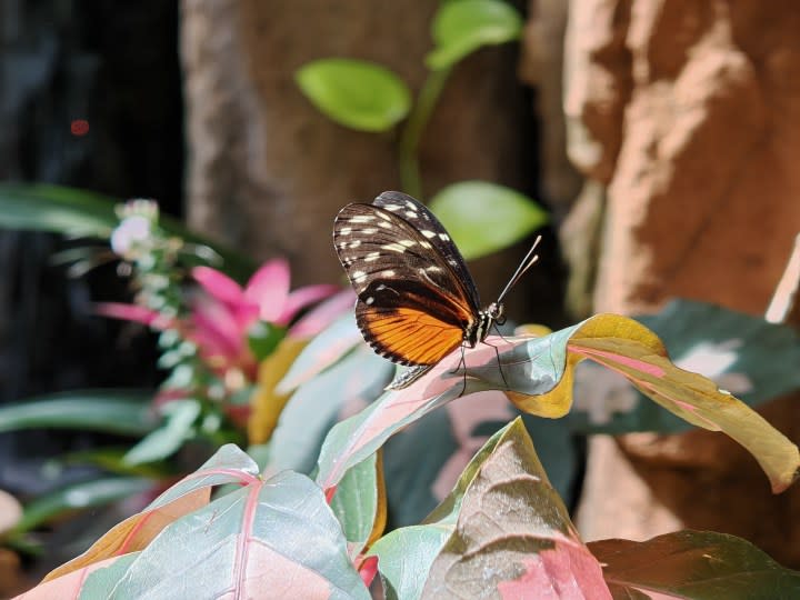 A close-up photo of a butterfly, taken with the Honor Magic 6 RSR.