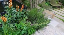 <p>On the other side of Andy's garden are plants which love the sun. In the sunnier, open parts of his garden you'll find Digitalis canariensis (Canary Island foxglove), which Andy says is a 'really well behaved' compact plant for a small garden.</p><p>There are also <a href="https://www.crocus.co.uk/plants/_/euphorbia-palustris/classid.2000013248/" rel="nofollow noopener" target="_blank" data-ylk="slk:euphorbias;elm:context_link;itc:0;sec:content-canvas" class="link ">euphorbias</a> and <a href="https://www.crocus.co.uk/plants/_/agapanthus-africanus/classid.2000017259/" rel="nofollow noopener" target="_blank" data-ylk="slk:agapanthus;elm:context_link;itc:0;sec:content-canvas" class="link ">agapanthus</a>, amongst others. 'I’ve got too many plants but I love it,' he adds. </p>