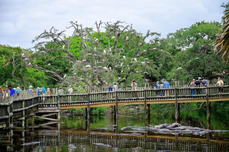 People stand on a boardwalk over a lagoon filled with alligators at the St. Augustine Alligator Farm Zoological Park. Each spring, many birds, including egrets, herons and wood storks, choose to nest in the park over the lagoon filled with alligators because of the protection they provide from predators.