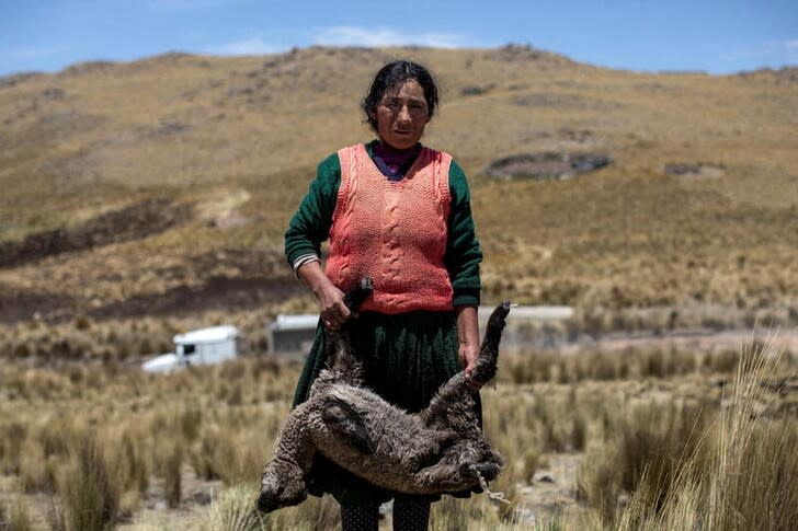 Felicita Quispe sostiene una oveja que, según ella, murió debido al polvo levantado en una carretera utilizada por los camiones mineros, en la comunidad de Chumbivilcas, en las afueras de Cusco, Perú