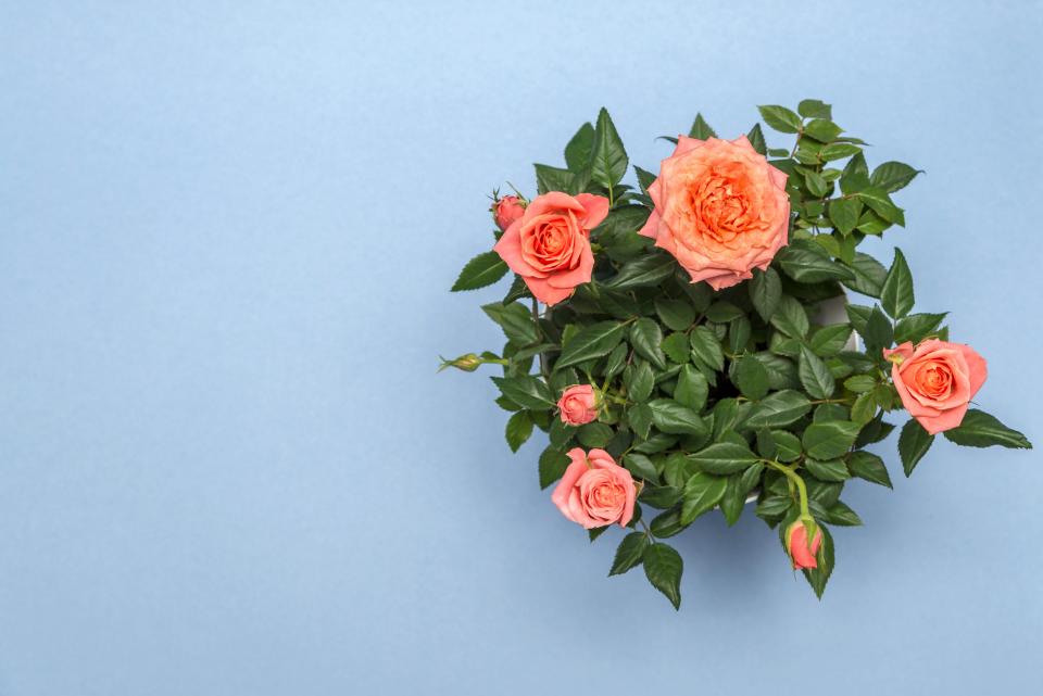 Rose bush with peach flowers on a blue background.