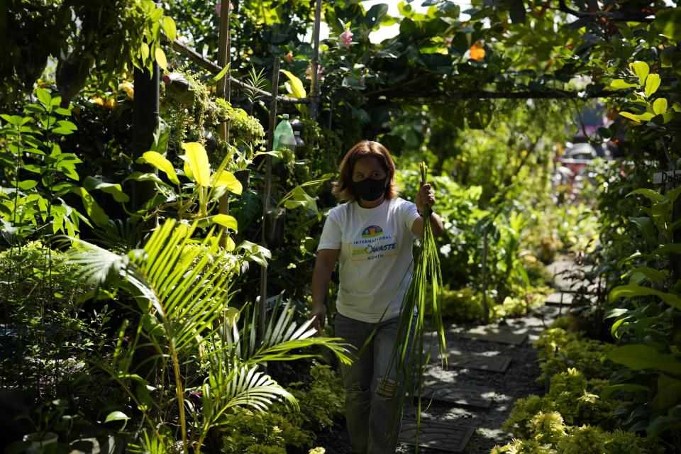 A worker harvests vegetables grown with compost from organic waste at a community garden at a recycling facility in Malabon, Philippines on Monday Feb. 13, 2023. Organic waste collected from households is turned into compost that goes into a community garden to grow vegetables. (AP Photo/Aaron Favila)