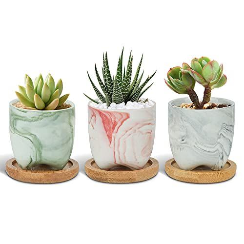 Plant&pot Outdoor Planters Mix - Brown & Amber Ceramic Succulent Pot - Set  of Four - Yahoo Shopping