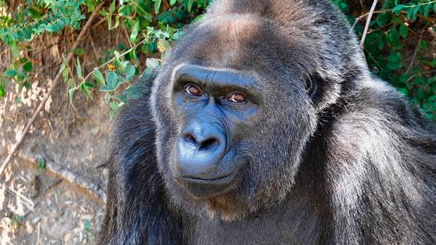 Trudy died at Little Rock Zoo in Arkansas this week. (AP)