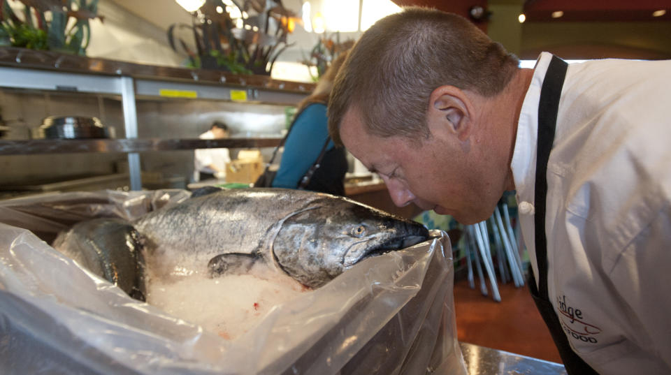 Chef Al Levinsohn gets a sniff of one of the the season's first Copper River King Salmon Friday, May 18, 2012 at his Anchorage, Alaska restaurant. The 30-pound king, along with a seven-pound sockeye were flown from the fishing grounds of Cordova, Alaska where they were caught the night before. "When you can't smell anything, you know it's fresh", Levinsohn said . (AP Photo/Michael Dinneen)