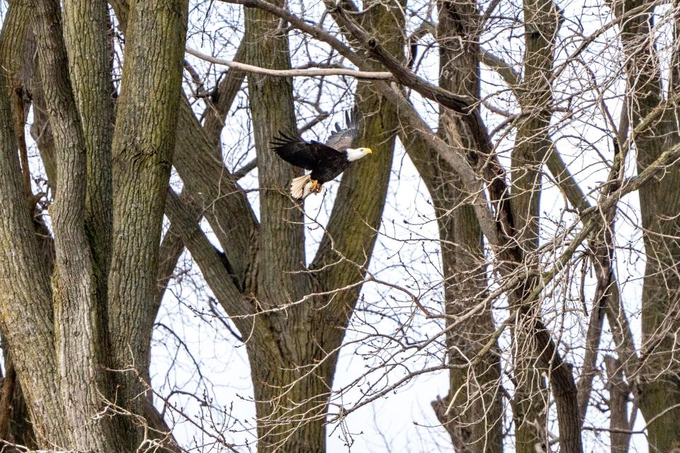 An adult bald eagle flies near trees at the DTE Energy Monroe Power Plant Friday.