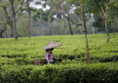 A tea garden worker wearing a jappi hat made out of bamboo and palm leaves plucks tea leaves inside Aideobarie Tea Estate in Jorhat in Assam, India, April 21, 2015. REUTERS/Ahmad Masood