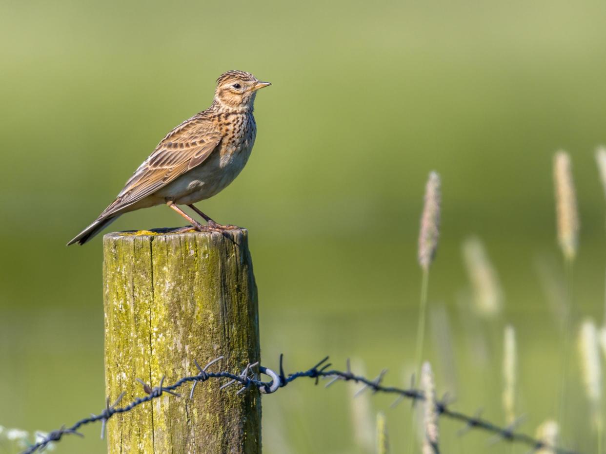 The skylark is one of many French species that has faced a population collapse in recent years: Getty Images