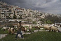 A Palestinian shepherd herds his flock in front of Har Homa, an Israeli settlement in east Jerusalem that Israel considers a neighborhood of its capital, Thursday, Feb. 23, 2023. (AP Photo/Mahmoud Illean)