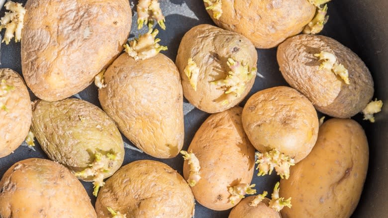 Old wrinkled potatoes in a pot